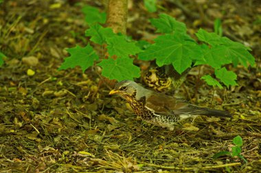 Moskova 'da bir parkta çalı çırpı tarlası.