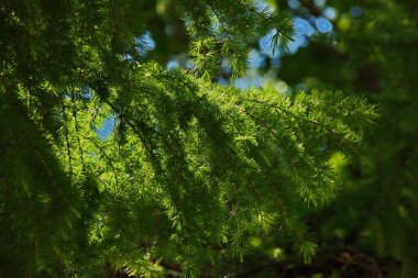 Moskova parkında Daurian tarlası.