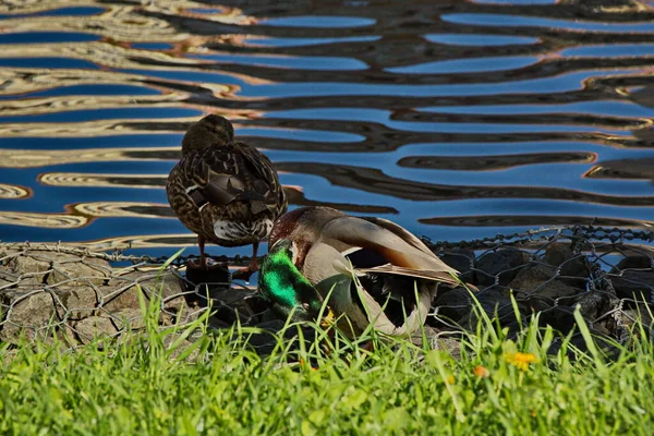 Enten Auf Einem Stadtteich Moskau — Stockfoto