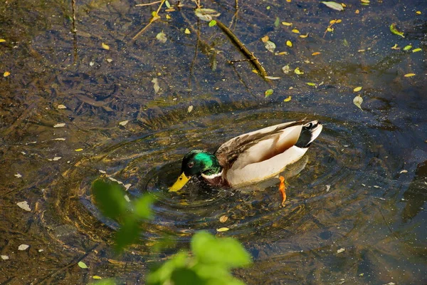 莫斯科城市池塘里的鸭子 — 图库照片