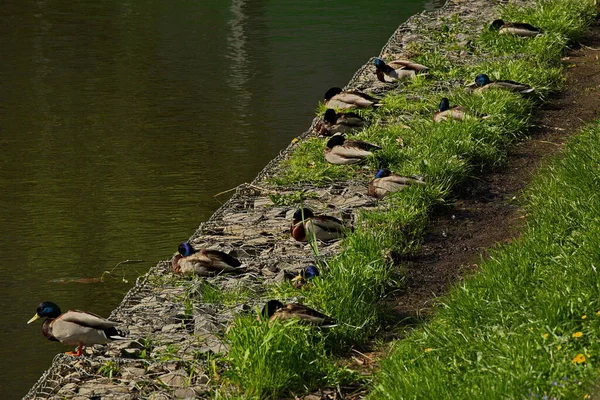 Enten Auf Einem Stadtteich Moskau — Stockfoto