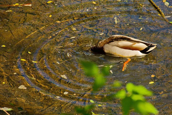 莫斯科城市池塘里的鸭子 — 图库照片