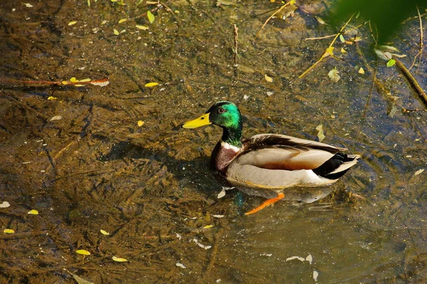 Enten Auf Einem Stadtteich Moskau — Stockfoto