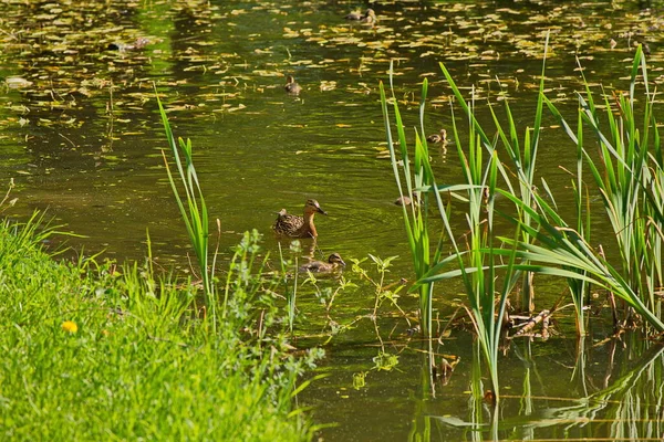 Enten Auf Einem Stadtteich Moskau — Stockfoto