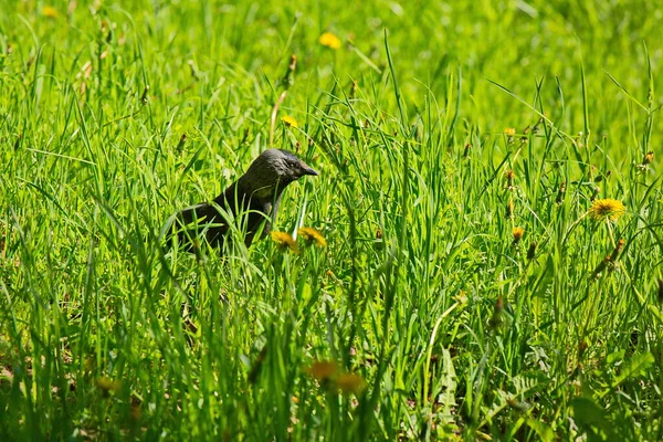 Jackdaws Parque Ciudad Moscú —  Fotos de Stock