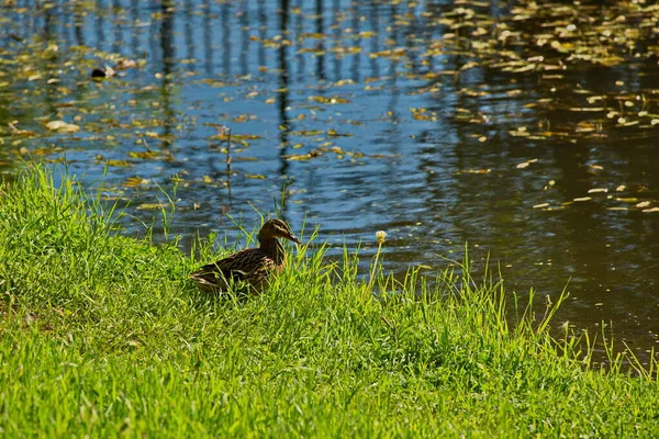 Enten Auf Einem Stadtteich Moskau — Stockfoto