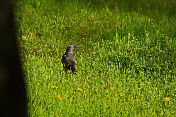 Jackdaws Dans Parc Municipal Moscou — Photo