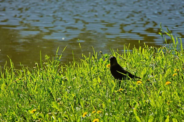 Jackdaws Parque Ciudad Moscú —  Fotos de Stock