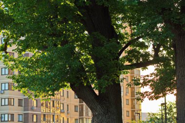 Gün batımında yeni Moskova binasının avlusunda bir yüzüncü meşe ağacı..