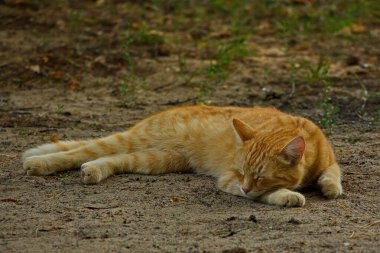 Kızıl saçlı kedi doğada dinleniyor..