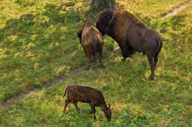 Kuzey Amerikalı bir bizon ailesi..