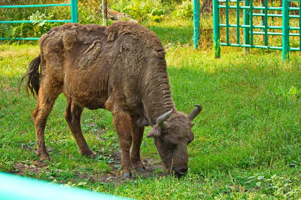 Bison Femelle Âgé Dans Pépinière — Photo