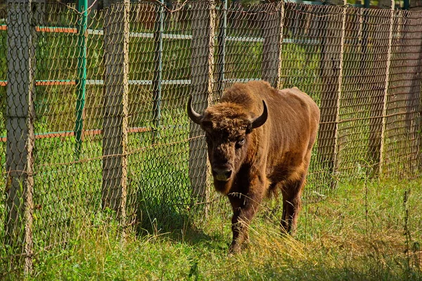 Jeune Bison Dans Cage Plein Air Pépinière — Photo