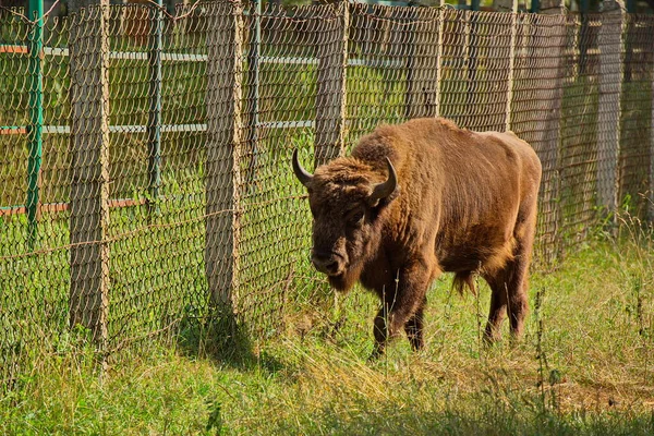 Jeune Bison Dans Cage Plein Air Pépinière — Photo