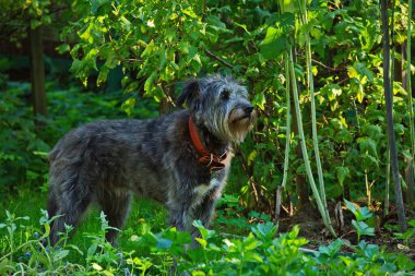 Bahçeyi güvenli ellerle koruyor..