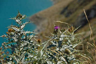 Dağ Gölü kıyısındaki Burdock Kezenoy-Am.