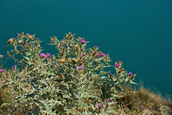 Bardana Orilla Del Lago Montaña Kezenoy —  Fotos de Stock