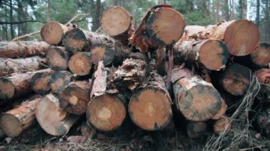 Orman site günlükleri. Günlük, orman işleri sonra bir fırtına kadar temiz yığınları günlüğü.