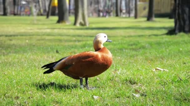 Eend op gras dieren Brown eend uitgevoerd op gras dieren bruin — Stockvideo