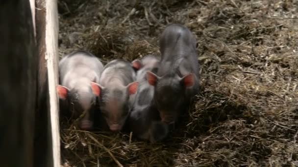 Birbirlerine bir kameraya bakıyor süre Yataklı vagon döşeme birkaç yeni doğmuş domuz yavruları — Stok video