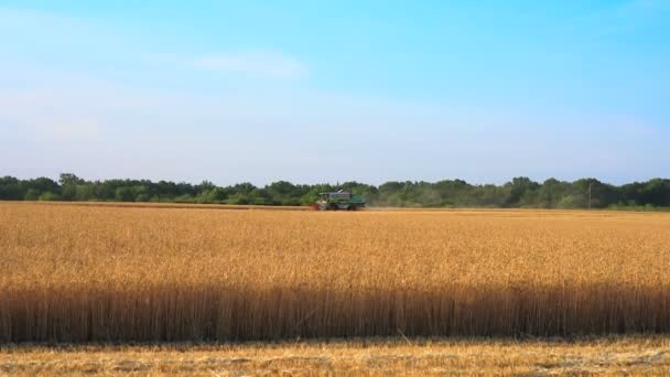 Cosechadora extrae de la cosecha de campo cosechadora extrae de la cosecha de campo — Vídeos de Stock