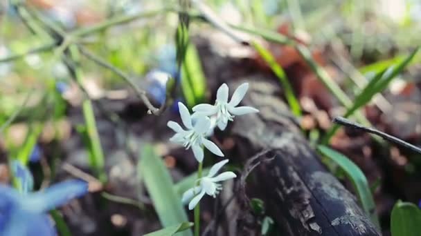 Snowdrops άνοιξη ξύλο, μια ηλιόλουστη ημέρα — Αρχείο Βίντεο