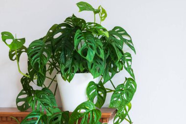 Beyaz arka planda çitrekleri olan yemyeşil İsviçre peynir bitkisi (Monstera adansonii). Beyaz arkaplana karşı çekici ev bitkisi.