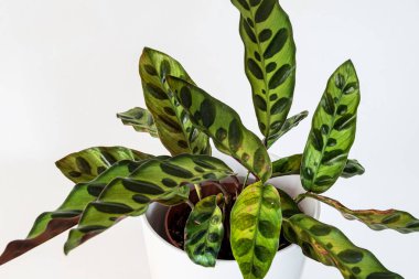 Calathea lancifolia bitkisi (tavus kuşu bitkisi) modern bir apartmanın beyaz arka planında.