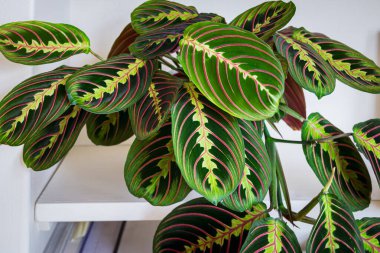 Maranta luconeura var. Erythroneura büyüleyicisi üç renkli namı diğer ringa kemiği bitkisi modern bir apartmanın rafında. Dekoratif yapraklı güzel bir bitki..