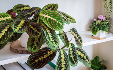 Maranta luconeura var. Erythroneura büyüleyicisi üç renkli namı diğer ringa kemiği bitkisi modern bir apartmanın rafında..