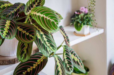 Maranta luconeura var. Erythroneura büyüleyicisi üç renkli namı diğer ringa kemiği bitkisi modern bir apartmanın rafında..