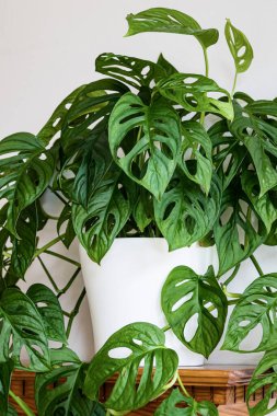 Beyaz arka planda çitrekleri olan yemyeşil İsviçre peynir bitkisi (Monstera adansonii). Beyaz arkaplana karşı çekici ev bitkisi.