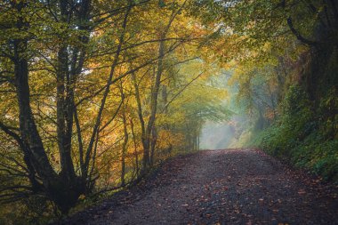 İspanya 'nın Asturias şehrinde yağmurlu bir günde Sonbahar havasında, sisli bir ormanda yol.