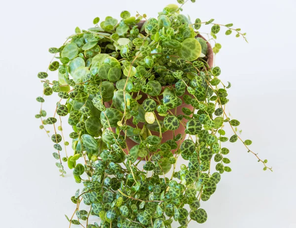 Peperomia Prostrata Fondo Bianco Primo Piano Sulle Delicate Foglie Modellate — Foto Stock