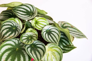 Karpuz peperomisi (peperomia argyreia) bitkisi beyaz arka planda çekici çizgili desenli.