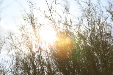 Çölde küçük sarı bir kır çiçeği 