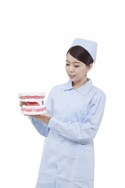 Portrait of young female dentist holding dental east — Stock Photo, Image