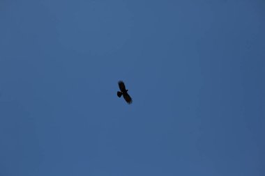 Gökyüzündeki kartal