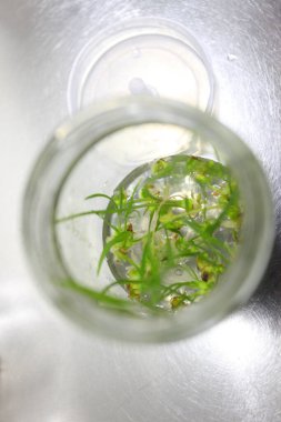 Tohumlanma, büyüme, petri kabı, yüksek açı