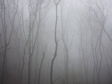 Orman, ağaçlar, gövdeler, sis