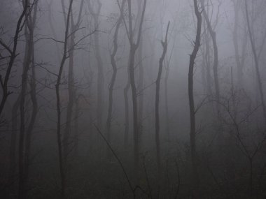 Orman, ağaçlar, gövdeler, sis