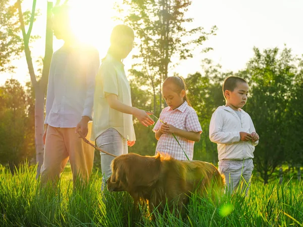 공원에서 네 마리의 걷는 개로 이루어진 행복 한 가족 — 스톡 사진