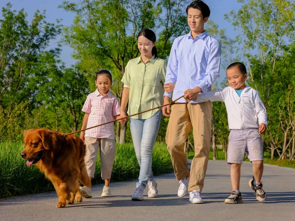 Familia feliz de cuatro perros paseantes en el parque —  Fotos de Stock