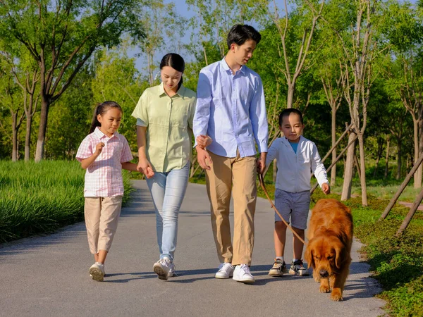 Joyeux famille de quatre chiens ambulants dans le parc — Photo