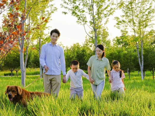 Šťastná rodina čtyř psů v parku — Stock fotografie