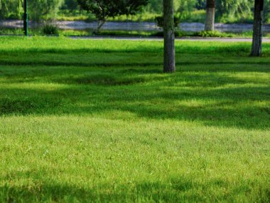 Parktaki bir çayır fotoğrafı.