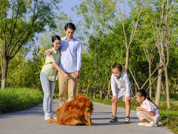 Família feliz de quatro cães ambulantes no parque — Fotografia de Stock