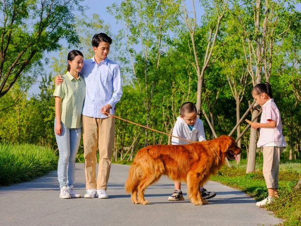 Joyeux famille de quatre chiens ambulants dans le parc — Photo