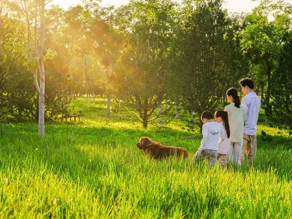 Joyeux famille de quatre chiens ambulants dans le parc — Photo