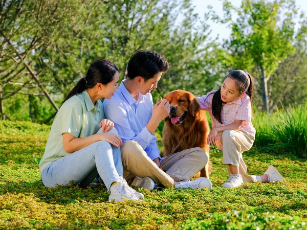 Щаслива сім'я з трьох собак і домашніх тварин грають у парку — стокове фото